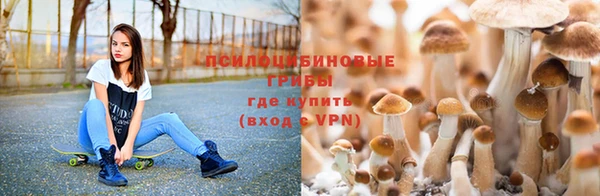 PSILOCYBIN Зерноград